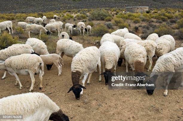 42 Karakul Sheep Stock Photos High Res Pictures And Images Getty Images 42-karakul-sheep-stock-photos-high-res-pictures-and-images-getty-images