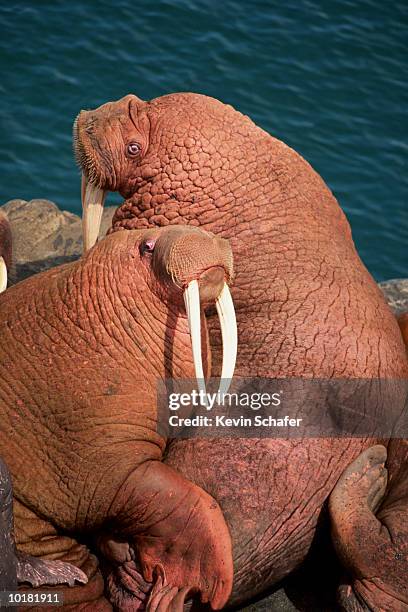 male pacific walrus (odobenus rosmarus) - pacific walrus stock pictures, royalty-free photos & images