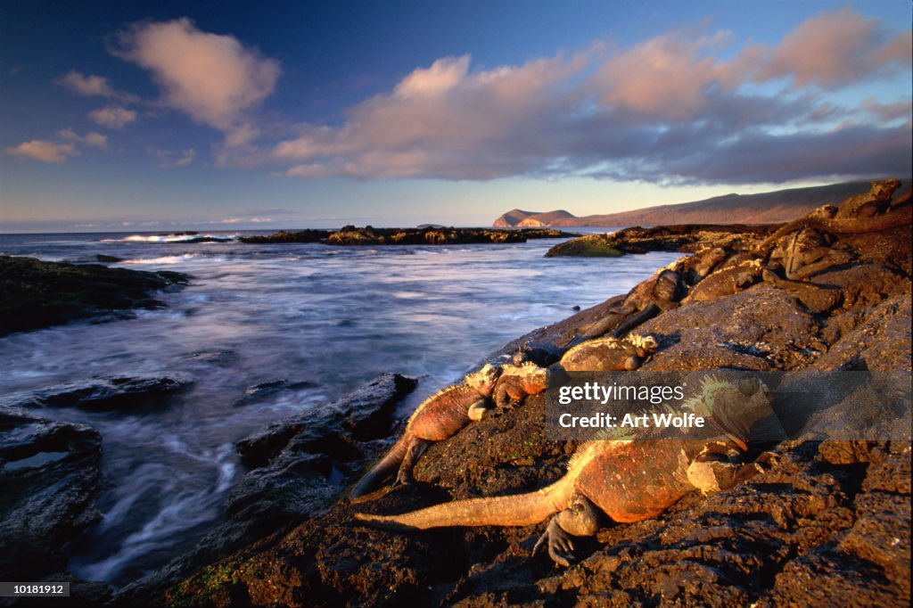 Ecuador, Galapagos Islands, Fernandina Island, marine iguana on rocks