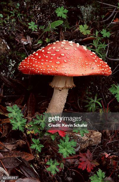 toxic mushroom (amanita muscaria) - fly agaric mushroom stock pictures, royalty-free photos & images