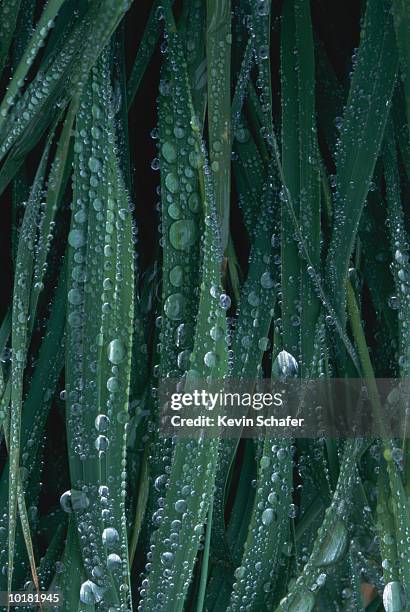 raindrops on beach grass, togiak bay - marram grass stock pictures, royalty-free photos & images