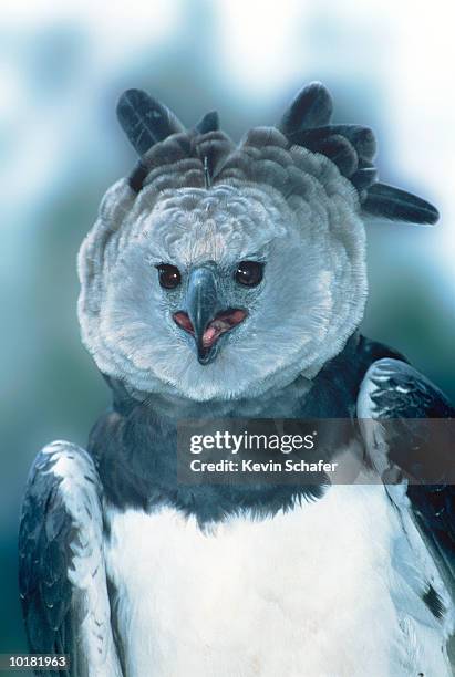 harpy eagle (harpia harpyja), central america - harpies stock-fotos und bilder