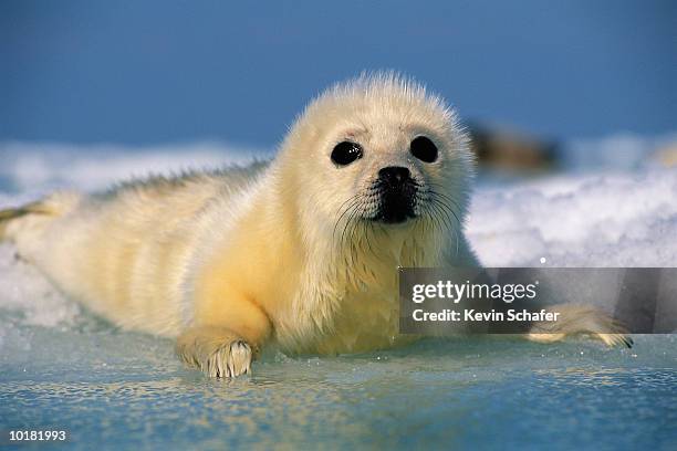 harp seal pup resting on ice - seehundjunges stock-fotos und bilder