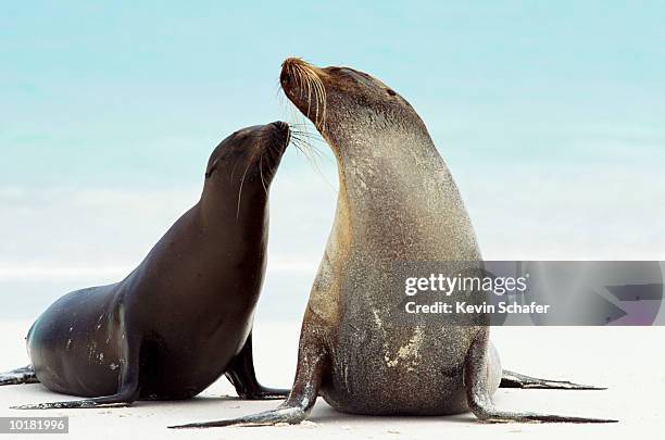 two sea lions - zalophus californianus imagens e fotografias de stock