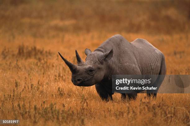 black rhinocerous in open field - rinoceronte fotografías e imágenes de stock