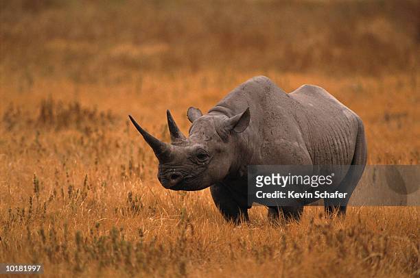 black rhinocerous in open field - neushoorn stockfoto's en -beelden