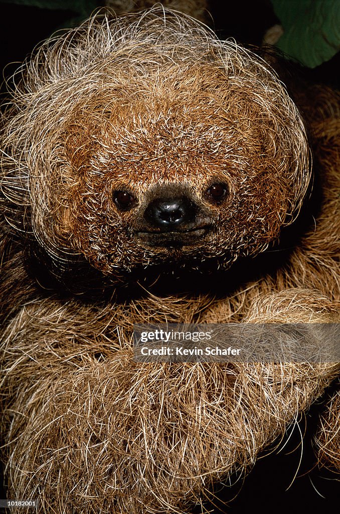 CLOSE UP OF A MANED SLOTH