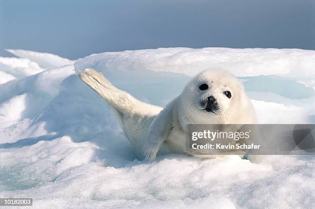 harp seal pup resting on a bed of ice - jeune animal photos et images de collection