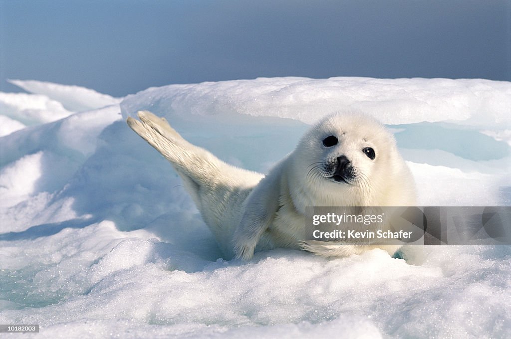 HARP SEAL PUP RESTING ON A BED OF ICE