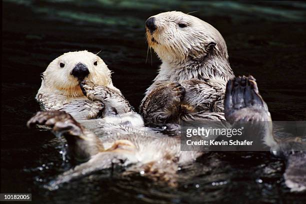 two sea otters in water, (enhydra lutris), monterey bay, california - sea otter stock pictures, royalty-free photos & images