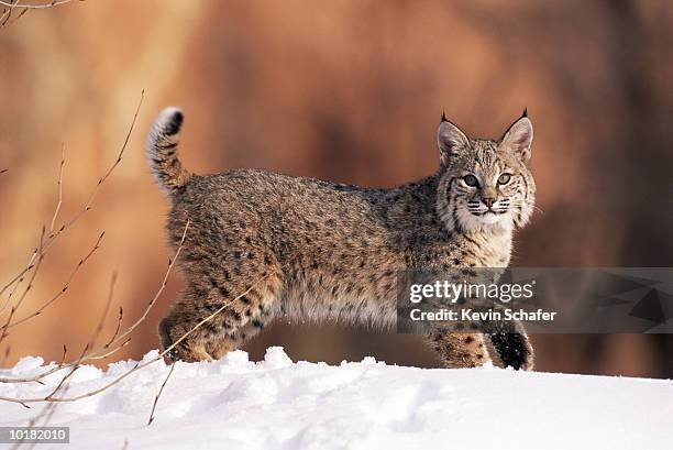 bobcat in the snow of forest, utah, usa - rotluchs stock-fotos und bilder