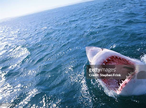 great white shark with mouth open - shark teeth stock-fotos und bilder