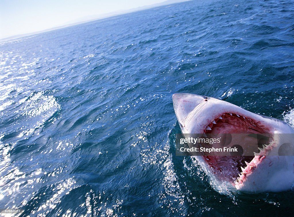 GREAT WHITE SHARK WITH MOUTH OPEN