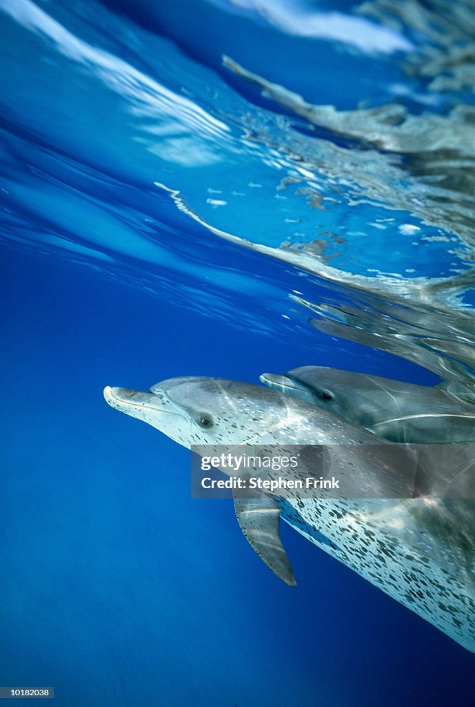 SPOTTED DOLPHINS (STENELLA PLAGIODON), W. END GRAND BAHAMA IS.