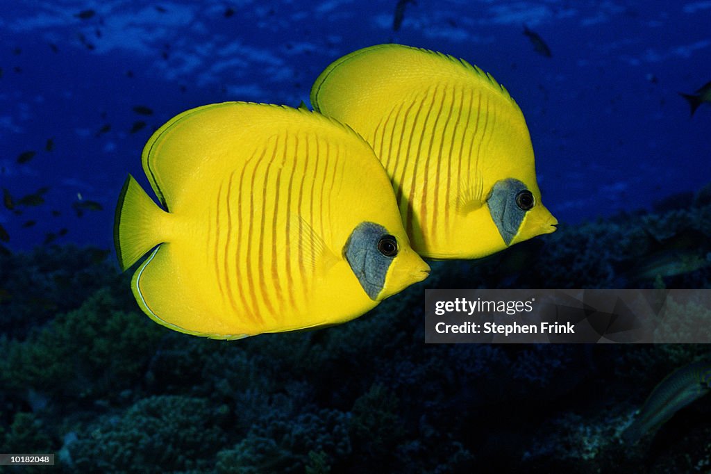 BLUE CHEEKED BUTTERFLY FISH (CHAETODON SEMILARVATUS), RED SEA, EGYPT