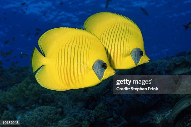 blue cheeked butterfly fish (chaetodon semilarvatus), red sea, egypt - butterflyfish stock pictures, royalty-free photos & images