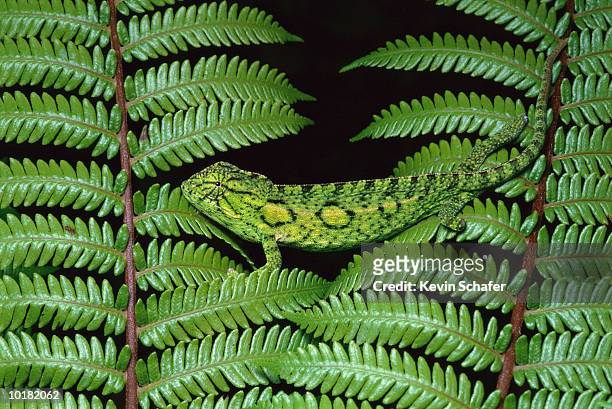 female chameleon on fern - cameleon stockfoto's en -beelden