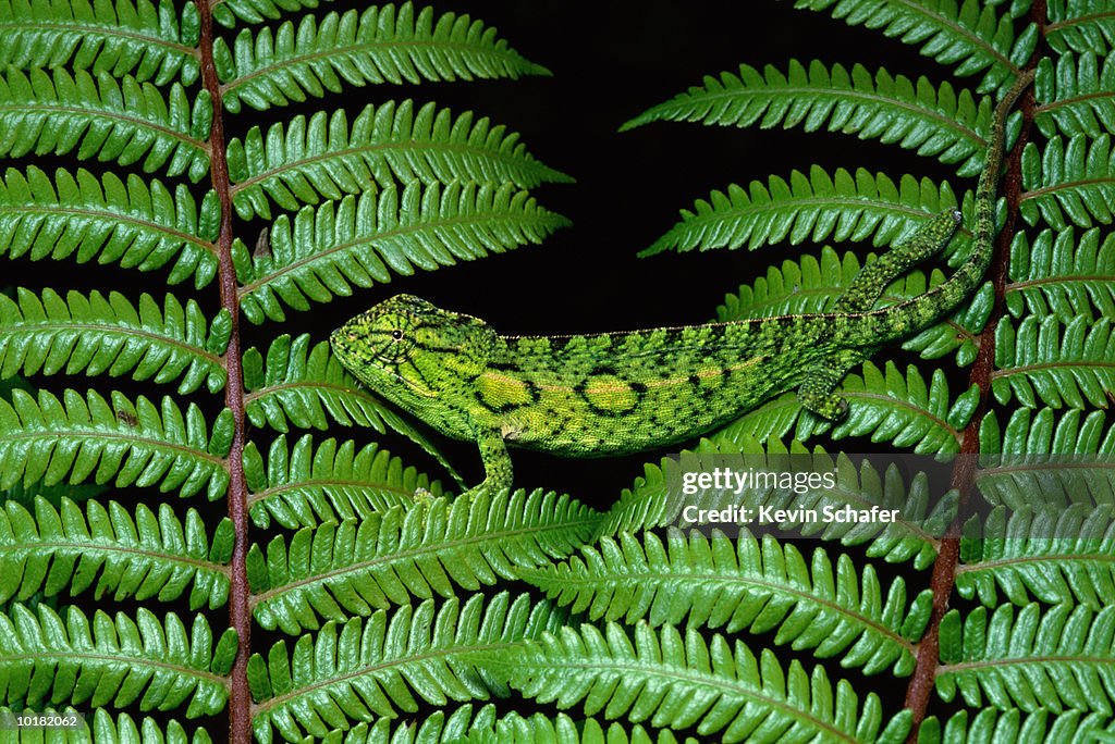 FEMALE CHAMELEON ON FERN