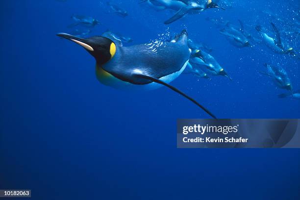 king penguin swimming, others in background - pingüino fotografías e imágenes de stock