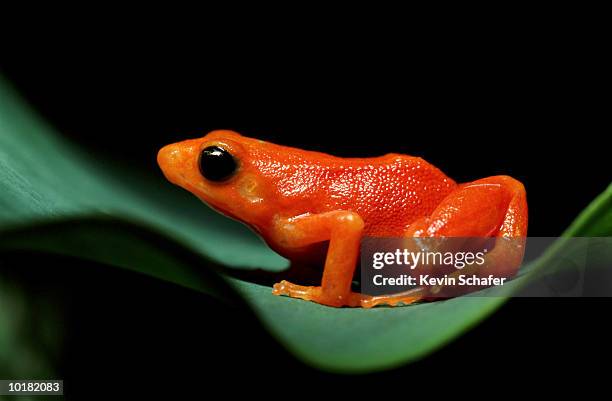 golden mantella frog on leaf - grenouille photos et images de collection