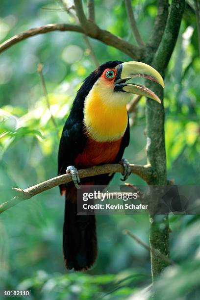 red breasted toucan, itatiaia national park - tropical bird stock pictures, royalty-free photos & images