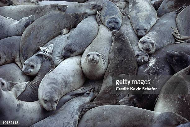 northern elephant seals, se farallon islands, california - foca fotografías e imágenes de stock
