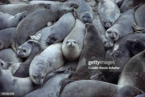 northern elephant seals, se farallon islands, california - colônia grupo de animais - fotografias e filmes do acervo