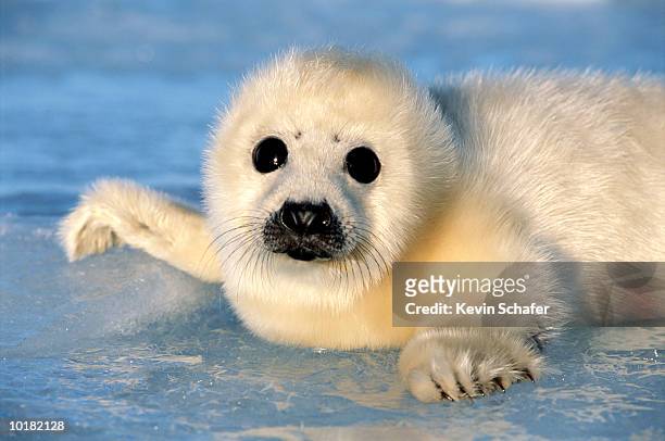 harp seal pup (phoca groenlandica), magdalen is., quebec - foca fotografías e imágenes de stock