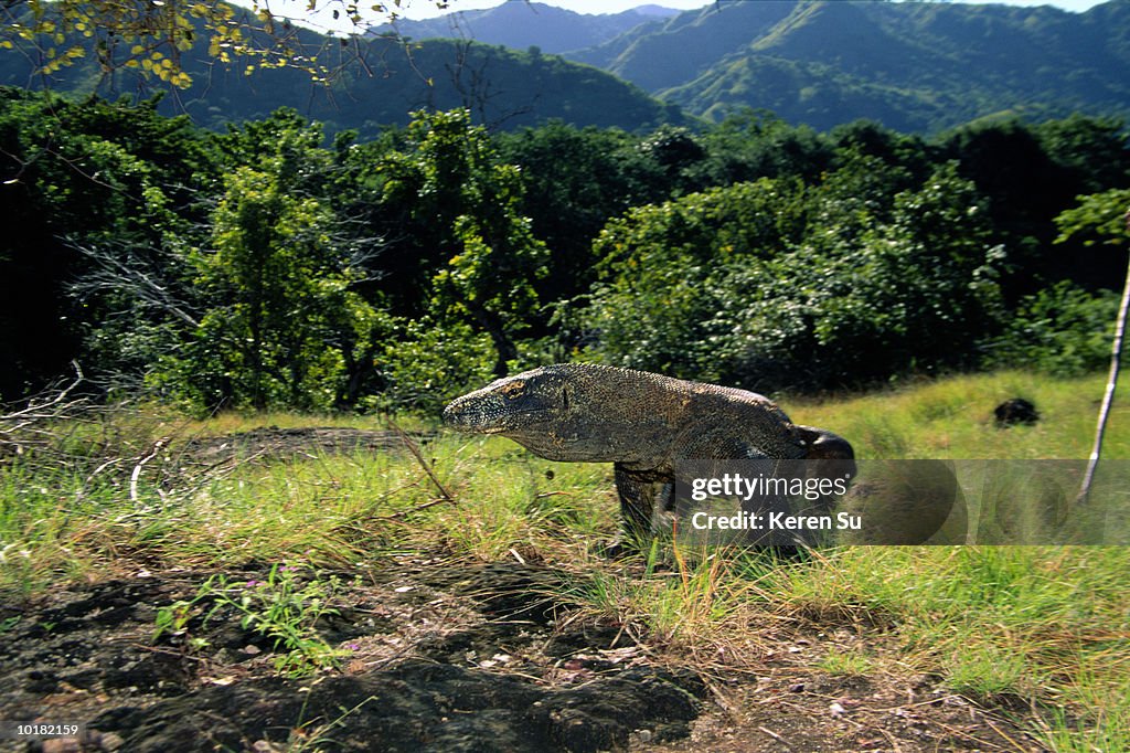 KOMODO DRAGON ON GRASS, INDONESIA