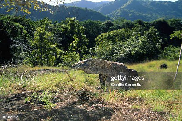 Komodo Dragon On Grass Indonesia, Stock-Foto