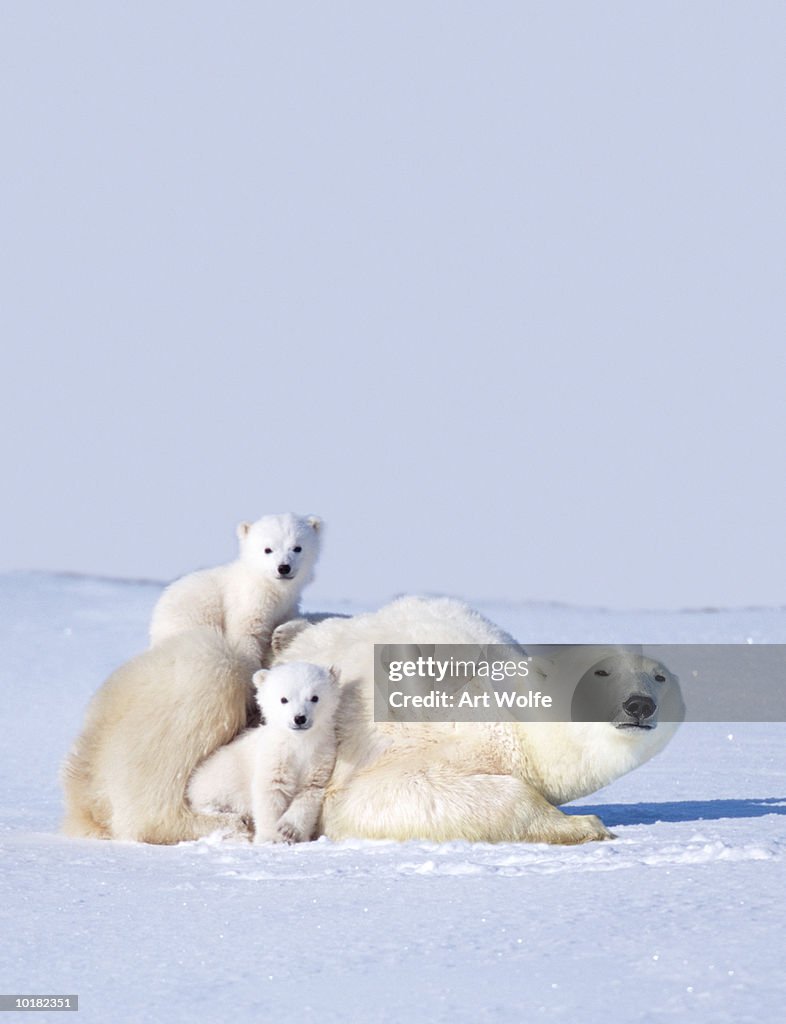 MOTHER POLAR BEAR WITH CUBS, CANADA