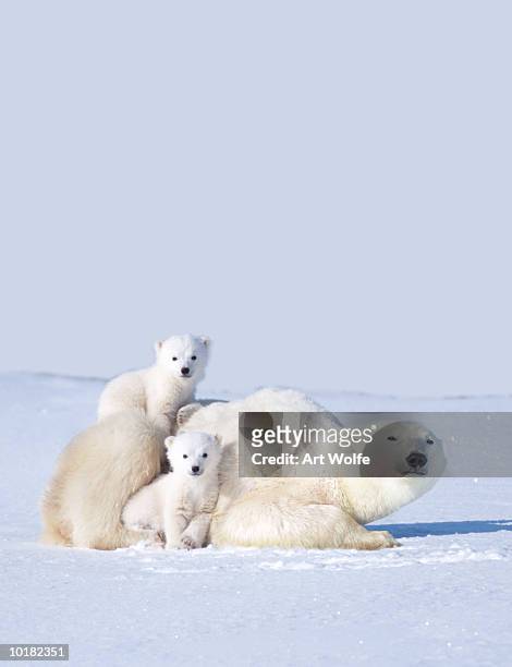 mother polar bear with cubs, canada - cub photos et images de collection