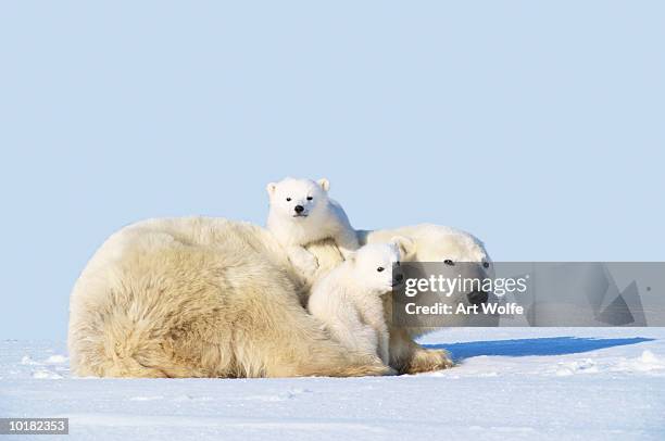 mother polar bear with cubs, canada - raubtier stock-fotos und bilder