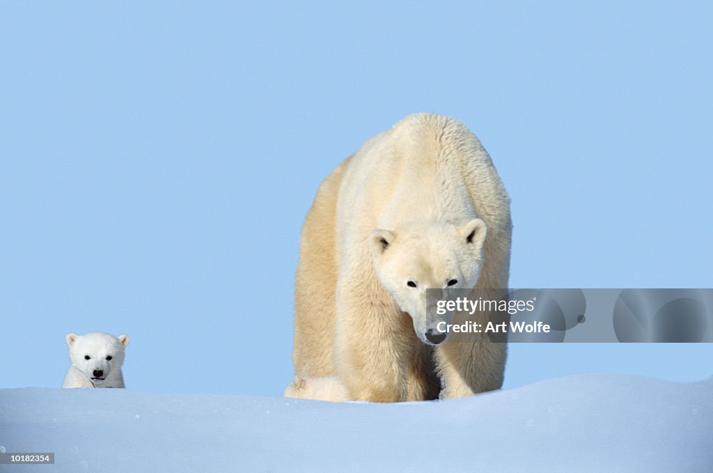 MOTHER POLAR BEAR WITH CUB, CANADA