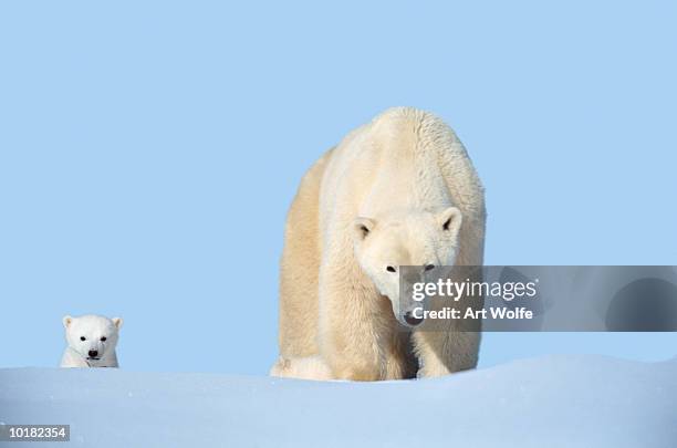 mother polar bear with cub, canada - polar bear face stock pictures, royalty-free photos & images