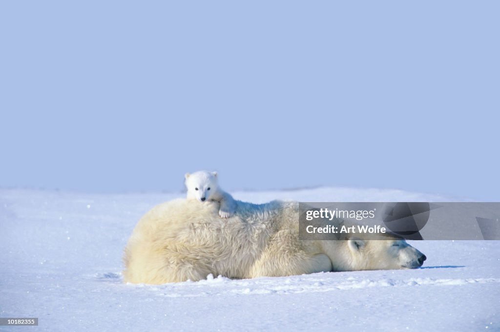 MOTHER POLAR BEAR WITH CUB, LYING ON SNOW, MANITOBA, CANADA