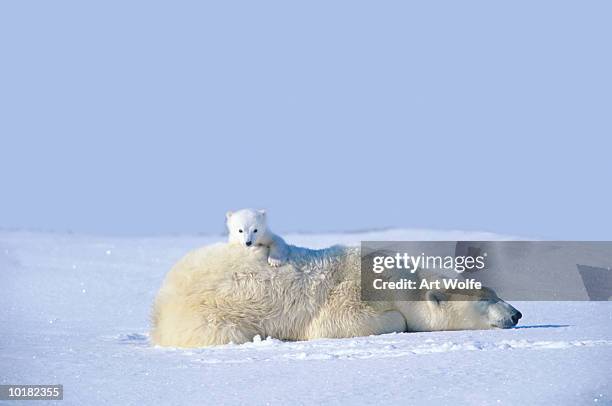 mother polar bear with cub, lying on snow, manitoba, canada - bear lying down stock pictures, royalty-free photos & images