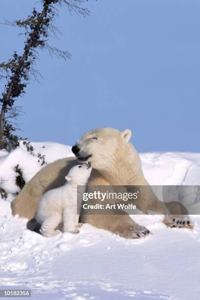 mother polar bear with cub, kissing - raubtier stock-fotos und bilder