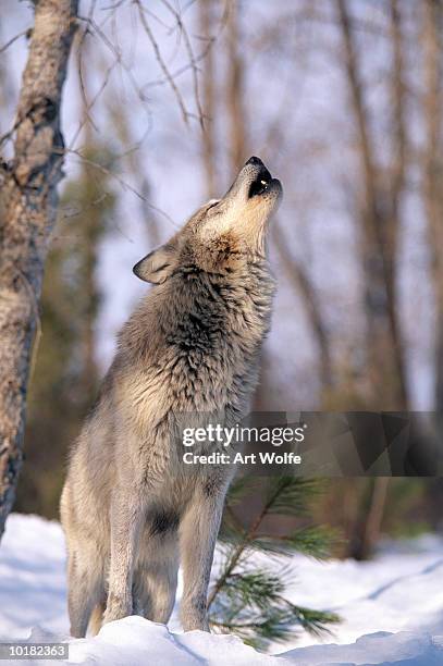 howling grey wolf, montana - wolf montana stock pictures, royalty-free photos & images