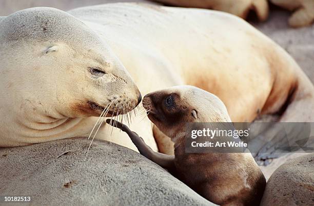 new zealand sea lion (phocarctos hookeri), enderby island, new zealand - enderby island stock-fotos und bilder