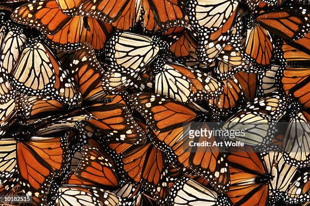monarch butterfly (danaus plexippus) - plage stock-fotos und bilder
