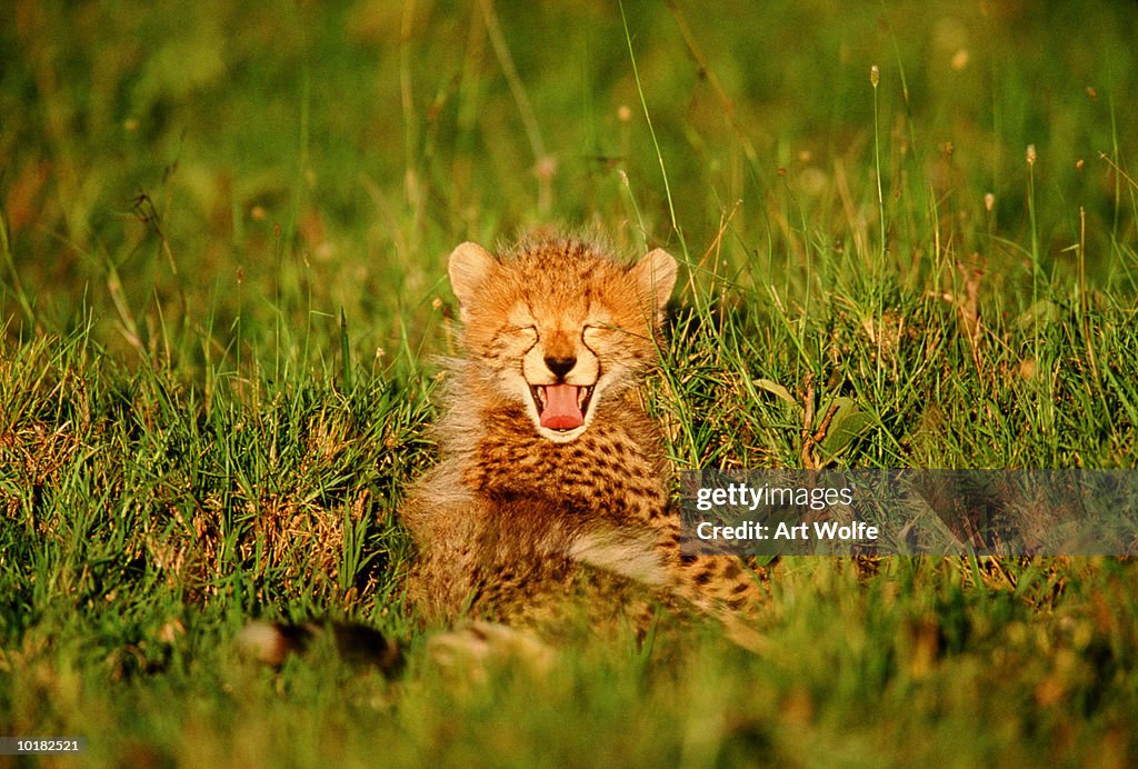 CHEETAH (ACINONYX JUBATUS), KENYA