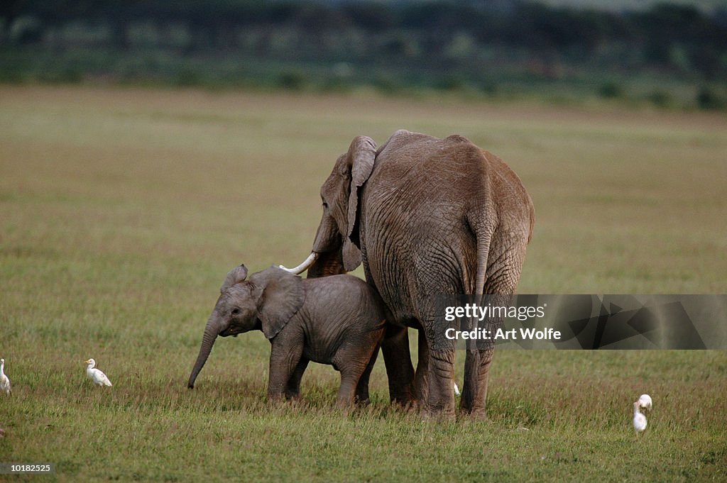 AFRICAN ELEPHANTS (LOXODONTA AFRICANA)  AND CATTLE EGRETS, KENYA