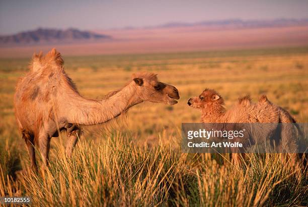 two bactrian camel (camelus bactrianus) - jong dier stockfoto's en -beelden