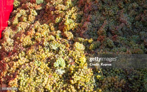 europe, greece, 2018: view of the process of making greek sweet wine. after the grapes are picker, they are loaded into plastic boxes, driven to an elevated area and thrown into the back of a large lorry covered with plastic sheeting - sweet wine stock-fotos und bilder