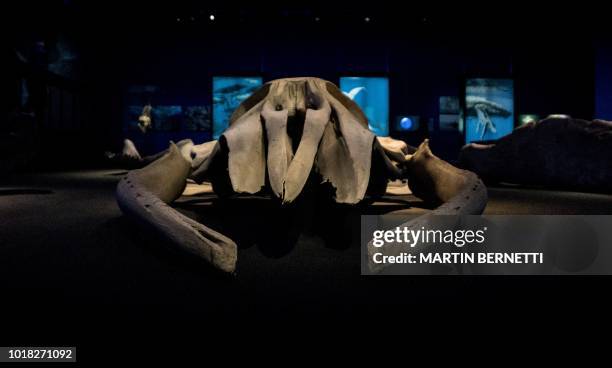 DOUNIAMAG-CHILE-ANIMALS-WHALES-EXPO, News Photo