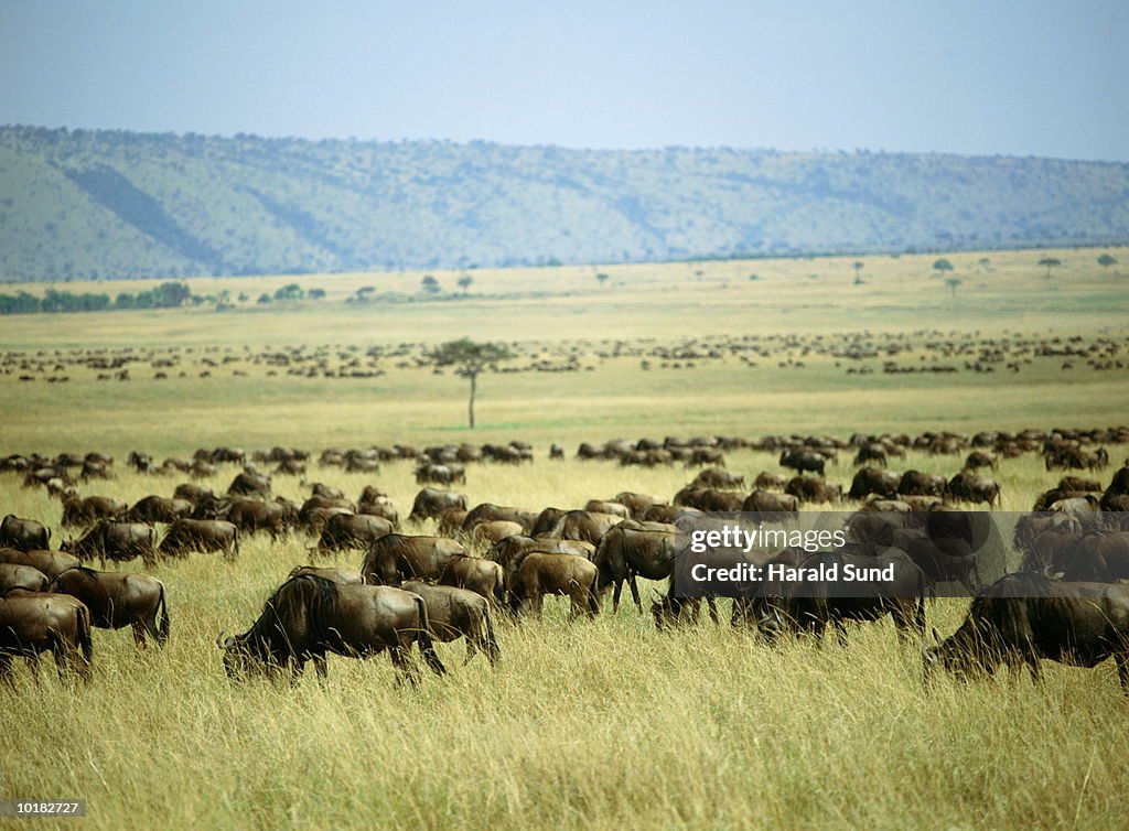 GNU HERD, SERENGETI, MASAI MARA-KENYA, AFRICA