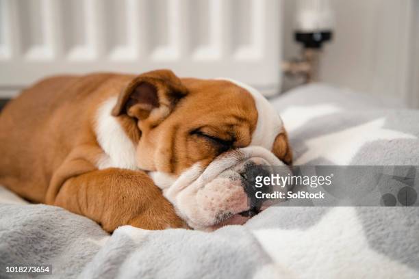 british bulldog sleeping - dog indoors stock pictures, royalty-free photos & images