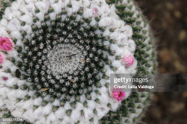 cactus wreath - imigrante stock-fotos und bilder