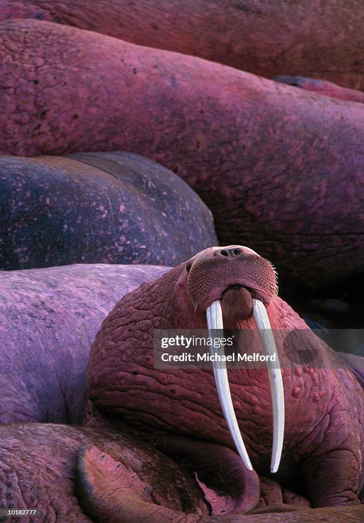 PACIFIC WALRUS, ROUND ISLAND, ALASKA